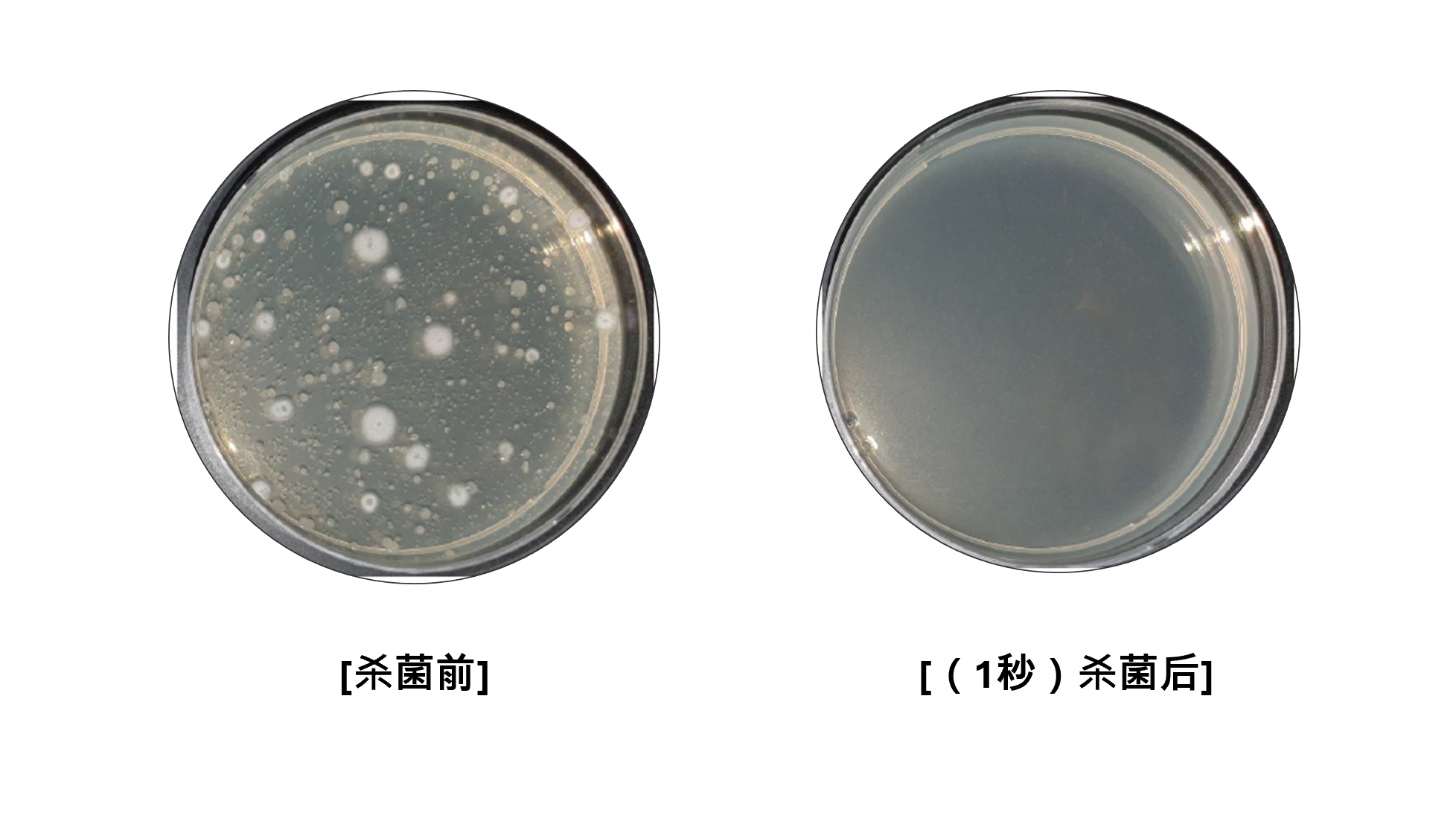 杀菌测试示例：芽孢杆菌
